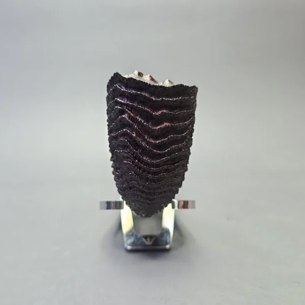 Walt Cannoy Cardinal House Morton "Ring Blast" Rusticated Bent Dublin with Brass (New) - Image 3